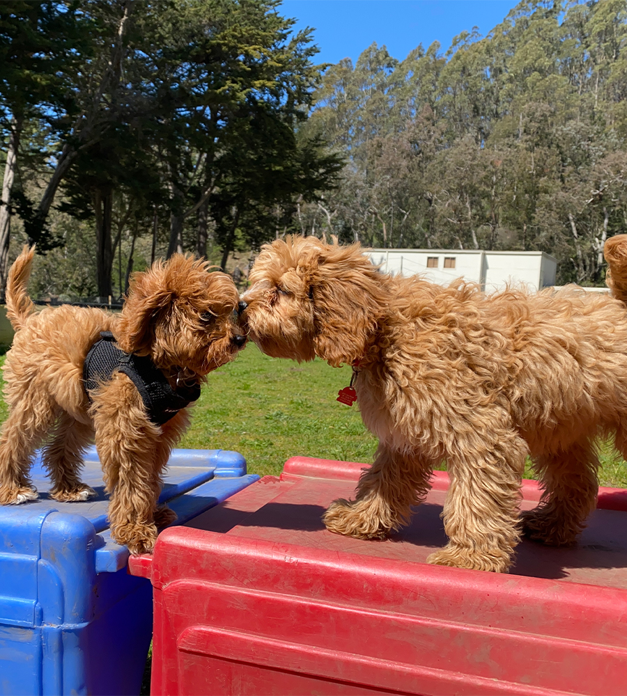 What are puppy socials?