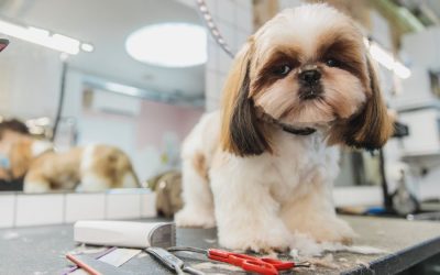 How to Find the Right Dog Groomer
