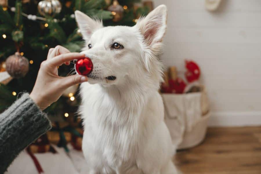 Mastering the Leave It/Drop It Command: A Holiday Game-Changer for Your Pup!